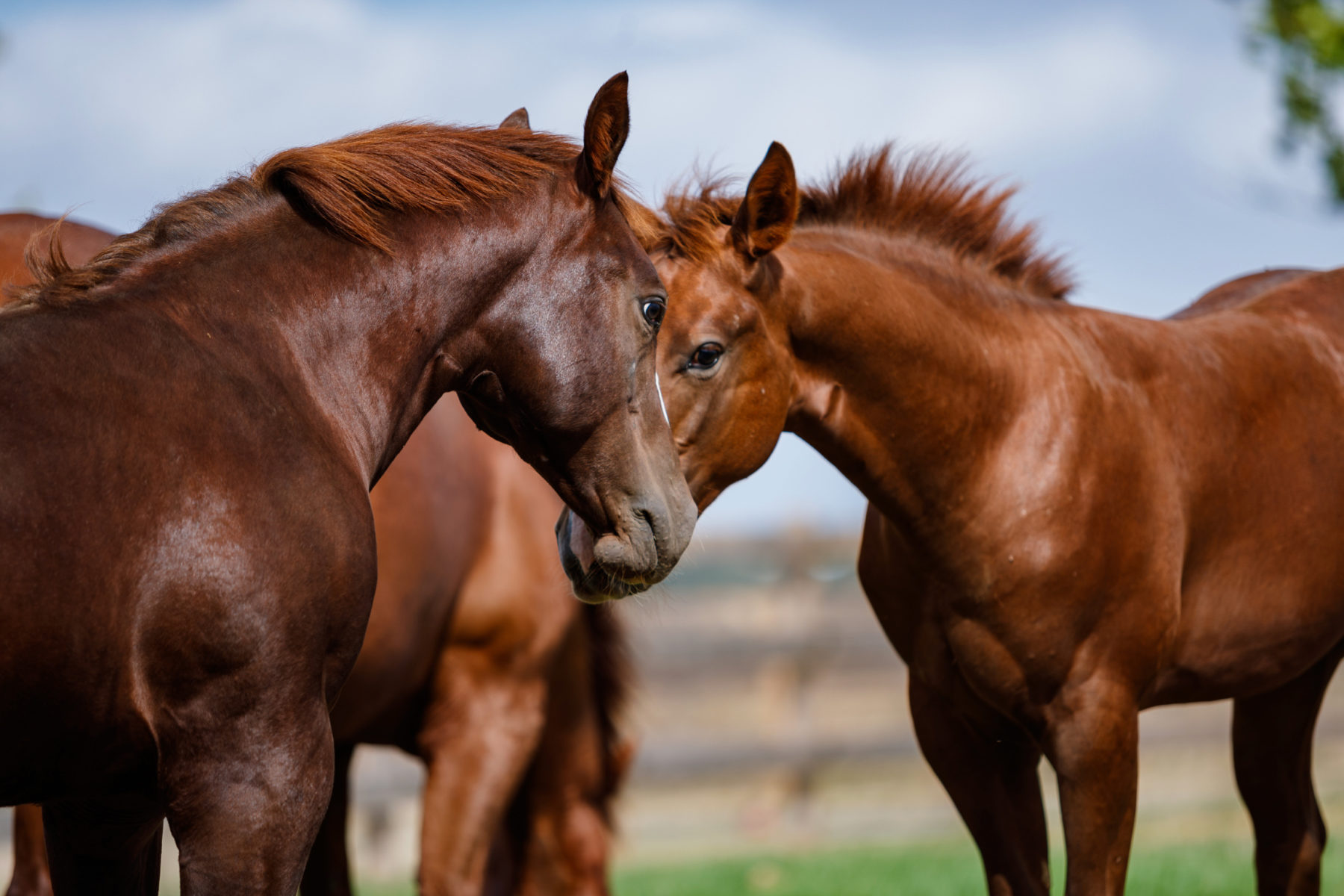 Reining | Bo Ranch